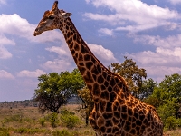 Lion & Safari Park